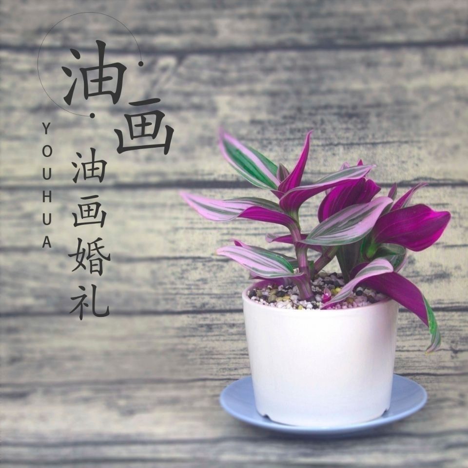 精选油画婚礼吊兰花卉新品吊兰锦盆栽三色好养绿植胭脂云碰碰香锦植物