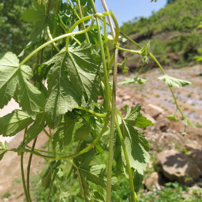 偉博新鮮葎草拉拉秧藤五爪龍勒草葛葎草割人草中藥材幹品批 【新鮮整