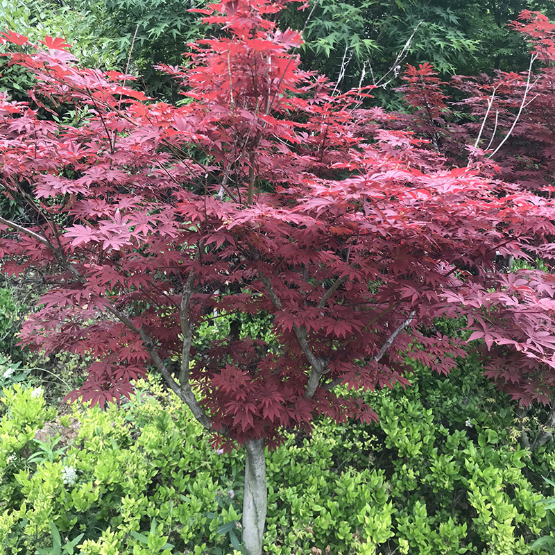 红枫树苗庭院四季红中国红日本红枫红舞姬盆栽地栽耐寒红枫苗小苗 2