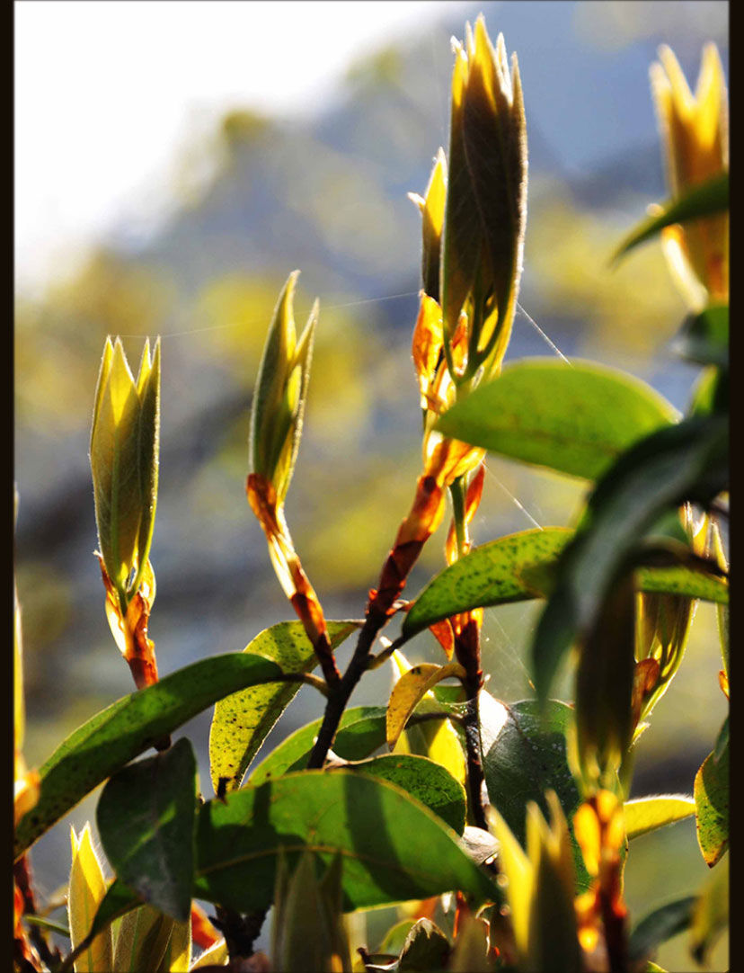 伟博野生老鹰茶重庆特产2021新茶100g清凉解暑降火红白茶老荫茶火锅茶