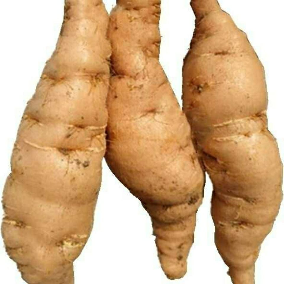 伟博 鲜地黄河南焦作怀地黄地黄根新鲜地黄种子生地黄现挖现发大个