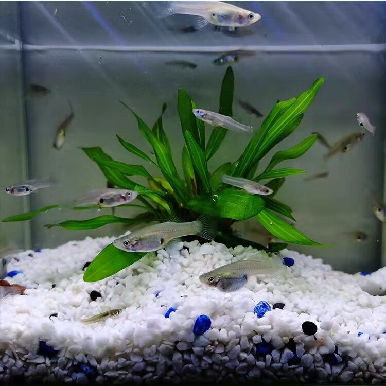 食蚊鱼大肚鱼繁殖麦穗鱼冷水淡水宠物喂乌龟饲料鱼吃蚊子幼虫鱼苗食蚊