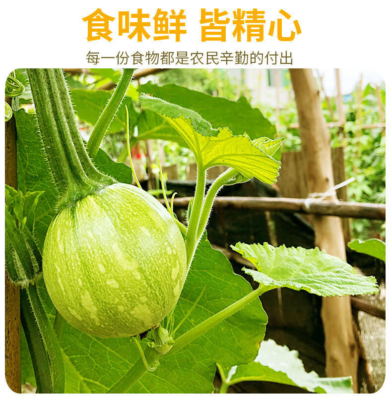 贵州特产嫩南瓜西葫芦现摘现发圆小瓜新鲜蔬菜三月瓜圆西葫芦瓜 5斤