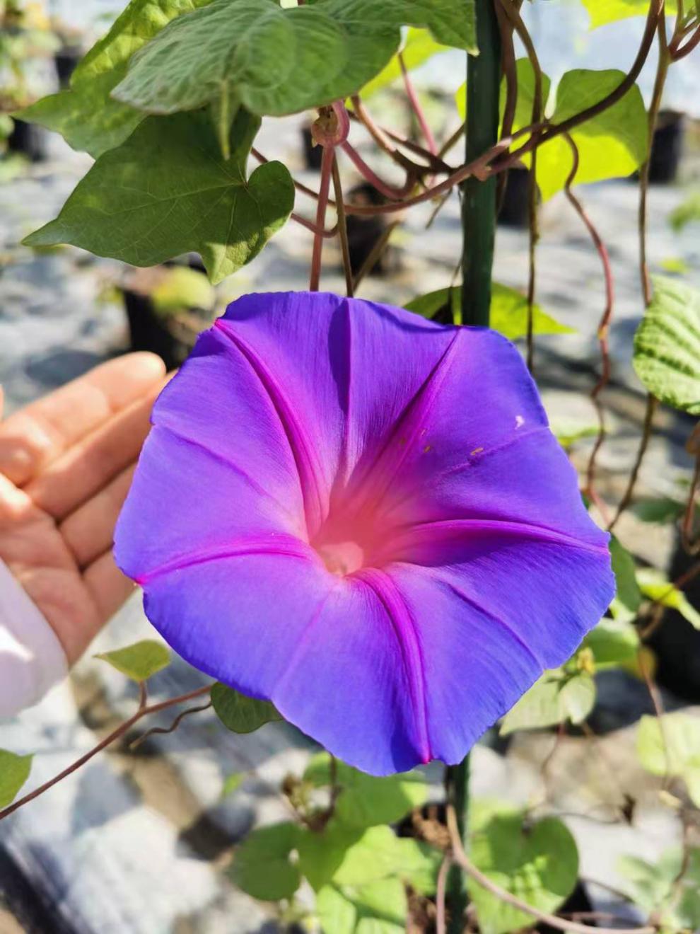 巨型宿根蓝紫变色大花牵牛花苗爬藤阳台拱门多年生耐热寒牵牛120mm