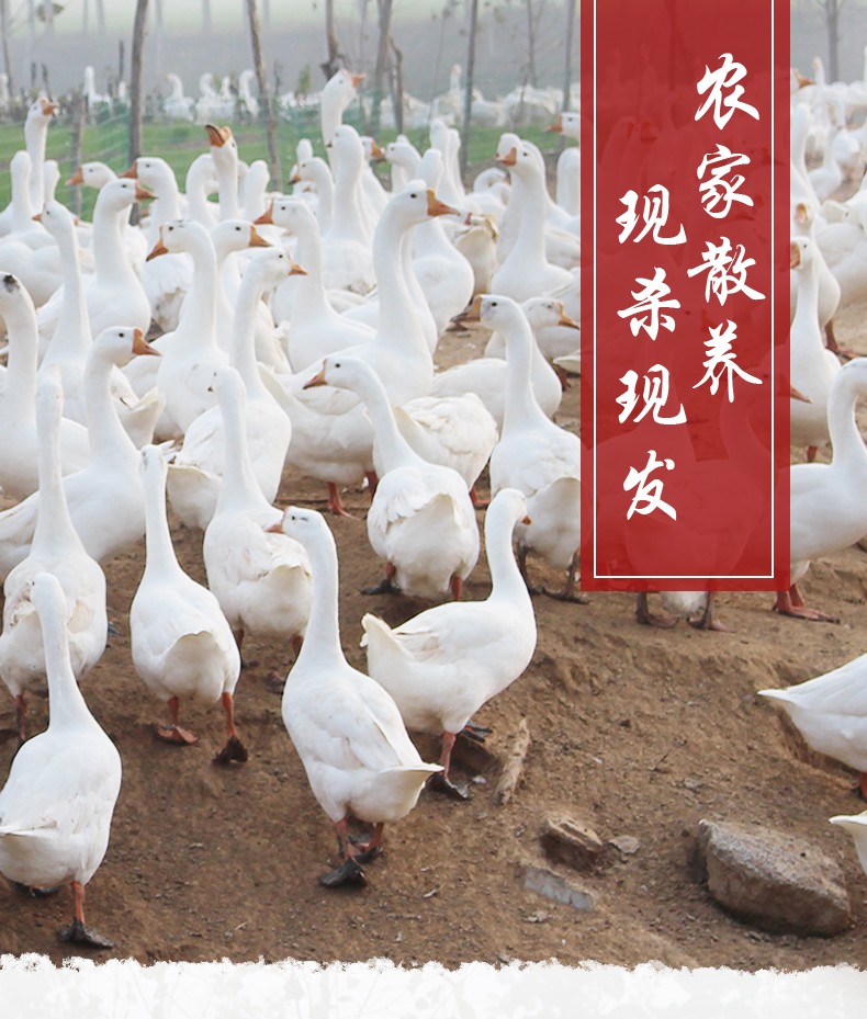 农家散养新鲜现杀大鹅鹅肉大白鹅活体 冷冻老鹅现杀完7斤左右【图片 