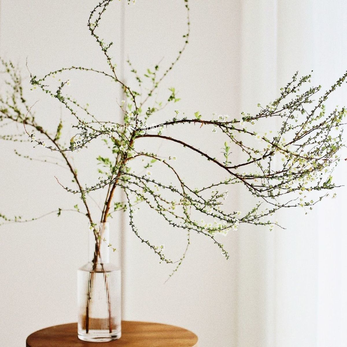 磐阙上新干枝雪柳枯木逢春水培开花水养泡水鲜枝水养喷室内花卉新品