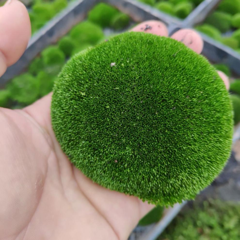 永生苔藓鲜活苔藓新鲜朵朵藓上水石植物假山草吸水石青苔种子盆景花盆