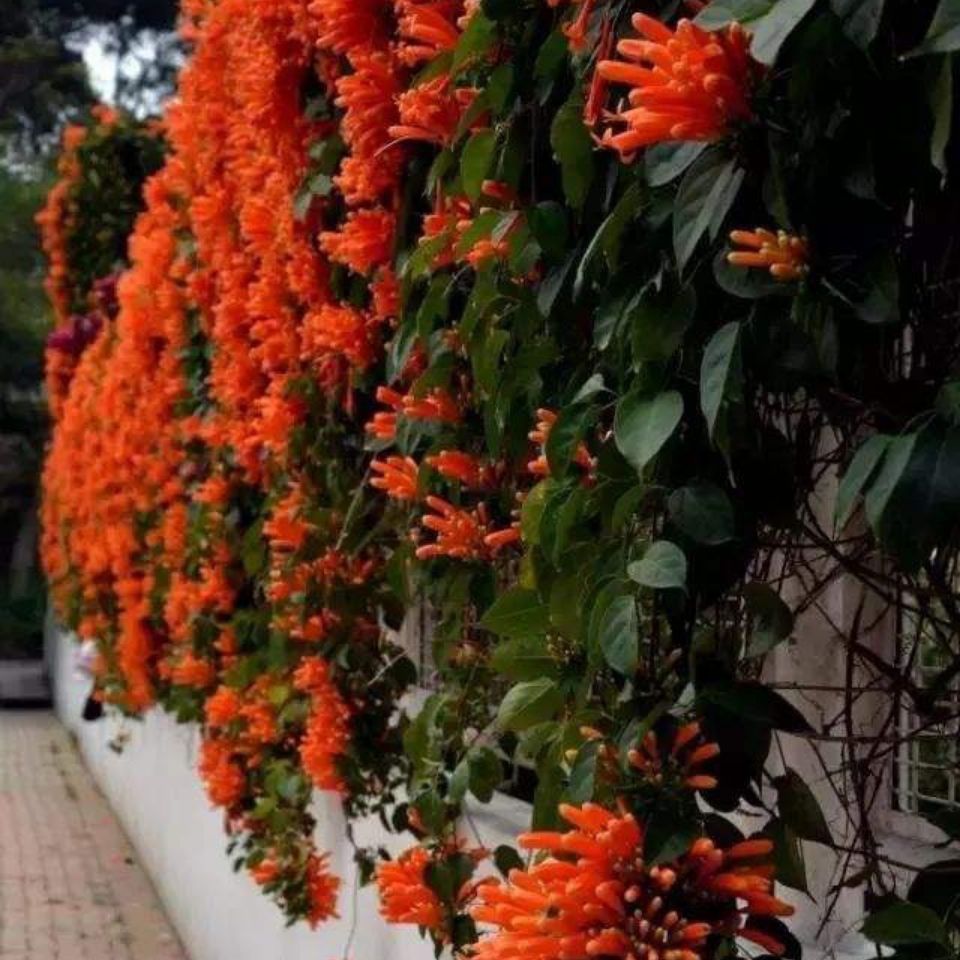 炮仗花苗爬藤花卉四季開花常青綠植攀援庭院圍牆老藤垂吊花苗植物多芮