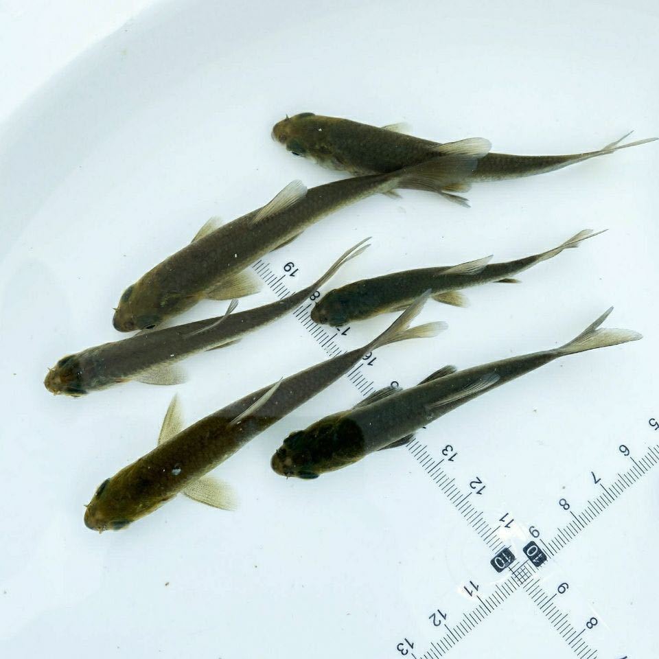 螺丝青鱼苗大快型草鱼苗鲫鱼苗四大家鱼苗养殖放生活体鱼苗包活螺丝青