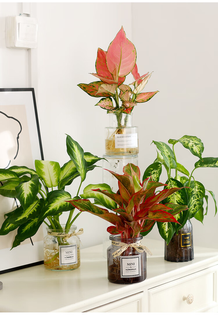 水培植物吉利红万年青盆栽耐阴中国红万年红银皇后绿植花卉吸甲醛