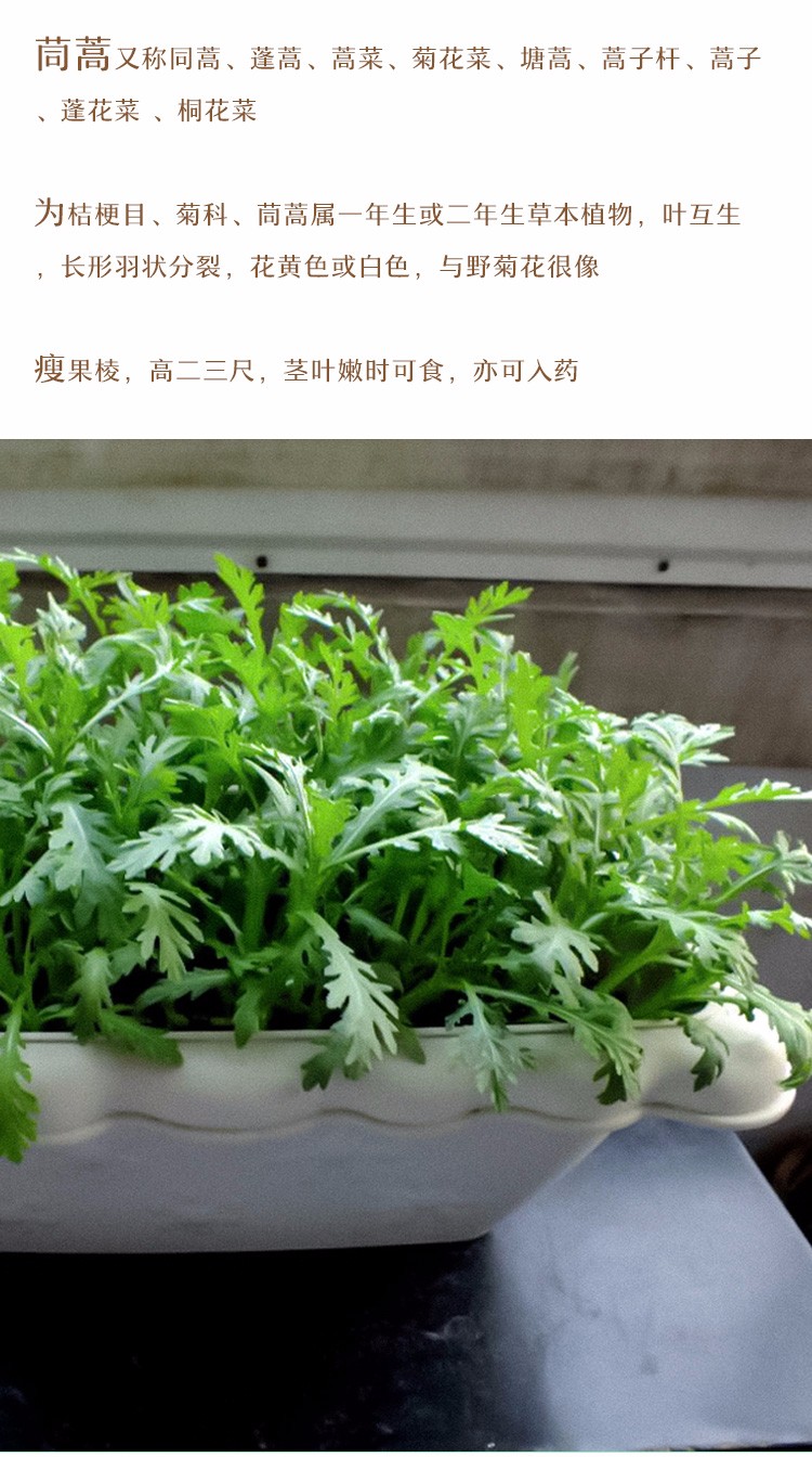 農之子大葉茼蒿種子皇帝菜小中葉菜籽蔬菜種子滿香光桿茼蒿種子50g