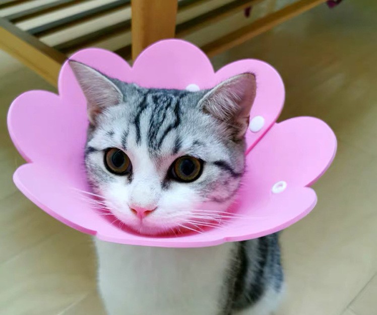 宠物伊丽莎白圈猫咪项圈幼猫防舔圈毛毡无卡扣混色5片毛毡xs型适合颈