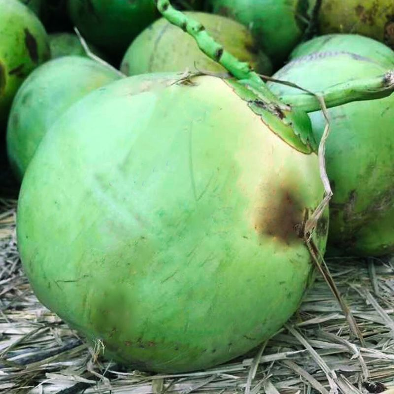 海南椰子带皮新鲜椰子水果当季热带现摘椰孕妇饮料 两个装带皮青椰子7