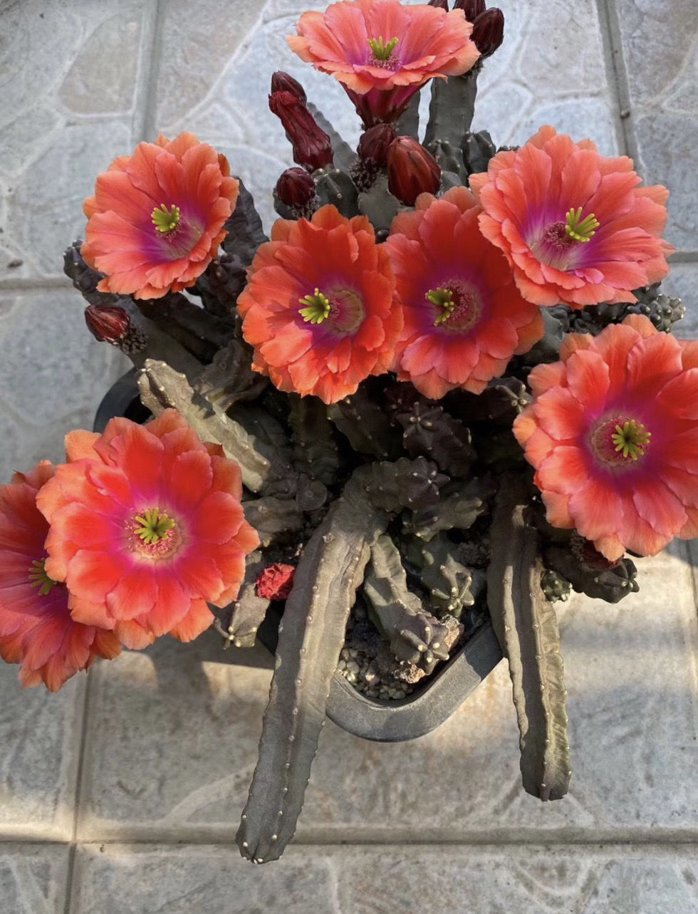 无刺桃太郎仙人掌科鹿角柱属美花角盆栽仙人球阳台花卉绿植多肉