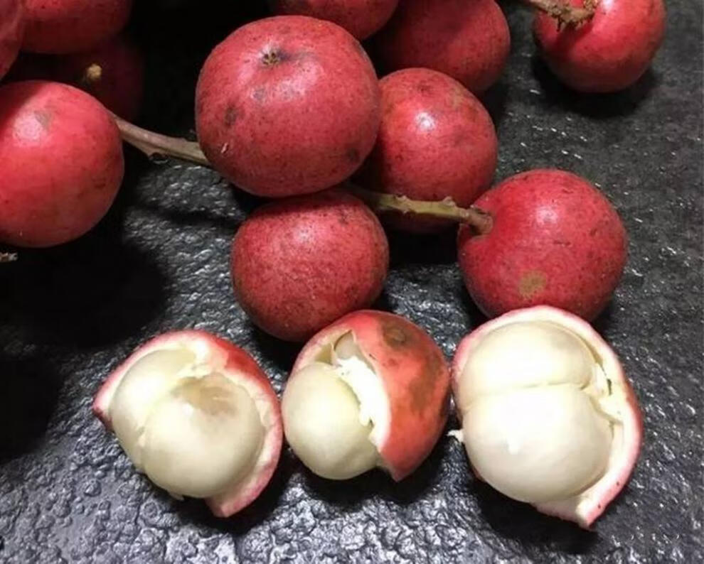 悠妃三丫果木奶果稀有罕见水果云南野生山果酸甜 一斤尝鲜【图片 价格