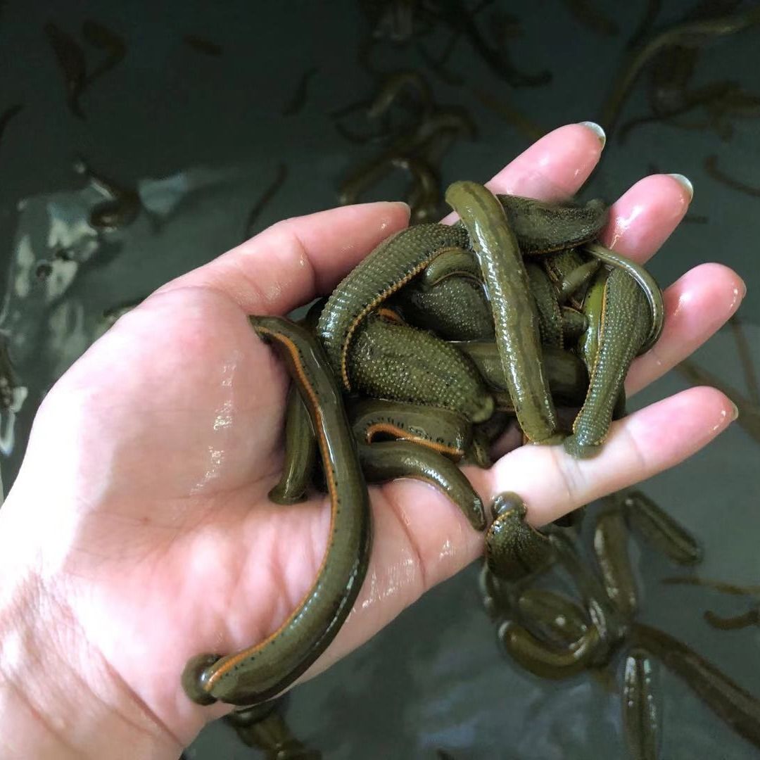 荣郁 水蛭活体蚂蟥活体菲牛蛭金边蚂蟥吸血蚂蟥活体治疗1-1.