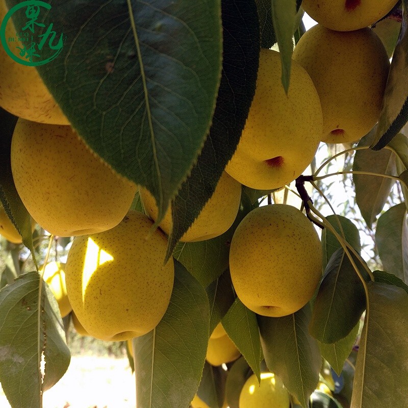 东北辽宁特产绥中大白梨秋白梨当季新鲜水果产地果农自产自销中果5斤