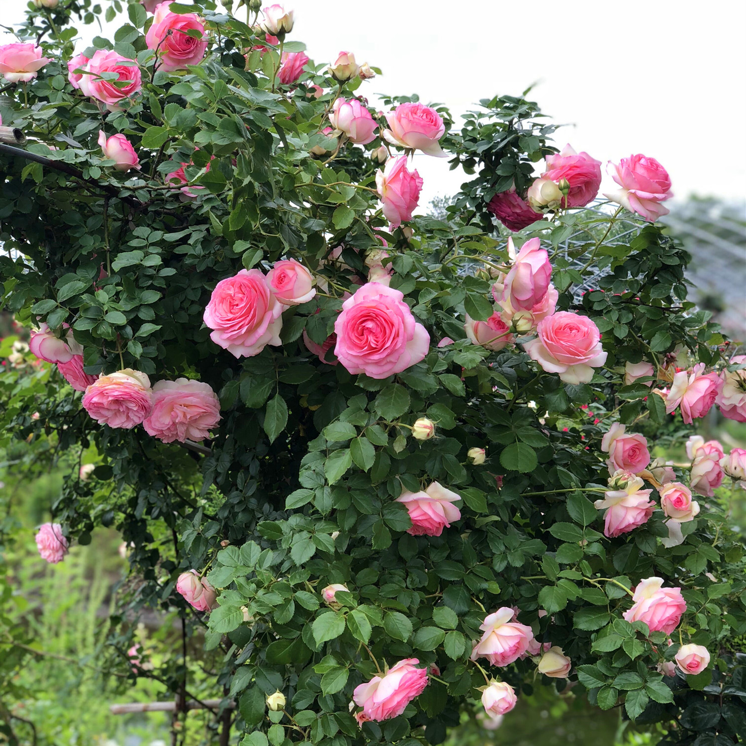 薔薇花苗爬藤四季開花庭院藤本月季花苗大花爬牆植物花卉盆栽玫瑰