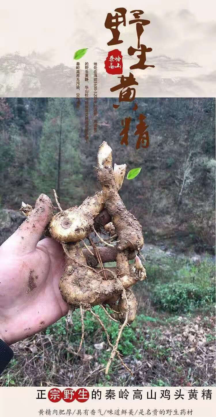 伟博现挖野生新鲜黄精老虎姜野洋姜中药益肾九蒸九晒