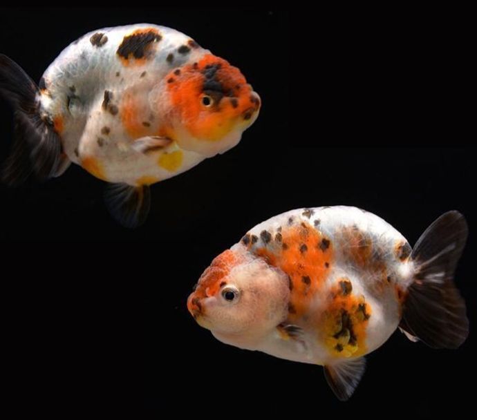 兰寿金鱼精品淡水冷水活鱼观赏鱼 黑兰寿(4-6厘米)5条【图片 价格