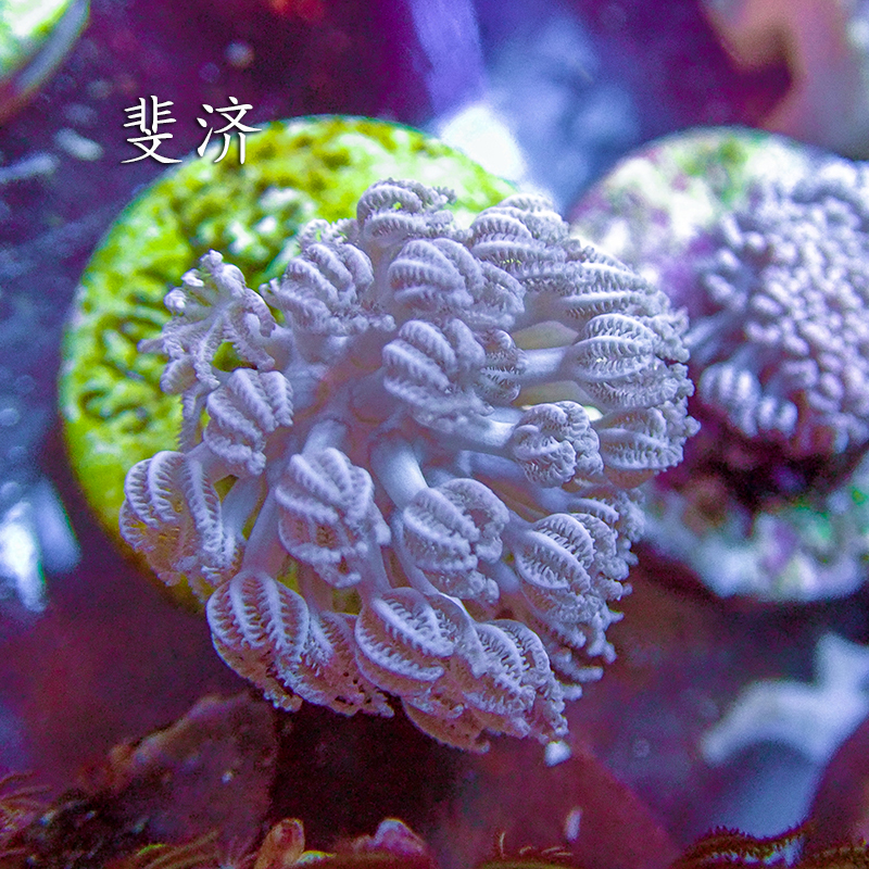 闪千手海水珊瑚白鬼爪澳洲日本斐济加勒比活体珊瑚快递包活闪千手2030