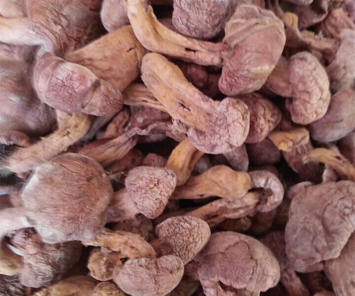松伞蘑 东北特产 野生红蘑菇 肉蘑菇 松树伞蘑菇 红蘑 松蘑菇 食用菌
