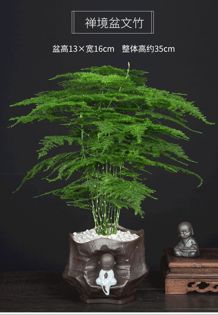 隆之亿园艺大文竹盆栽盆景植物植物苗室内花卉好养的四季常青办公室