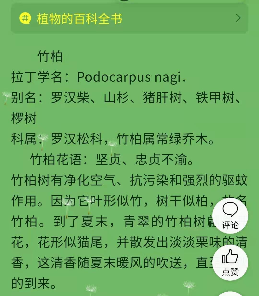 水培竹柏盆栽绿植室内清香平安竹四季常青 柏竹一盆 吸水盆 陶粒