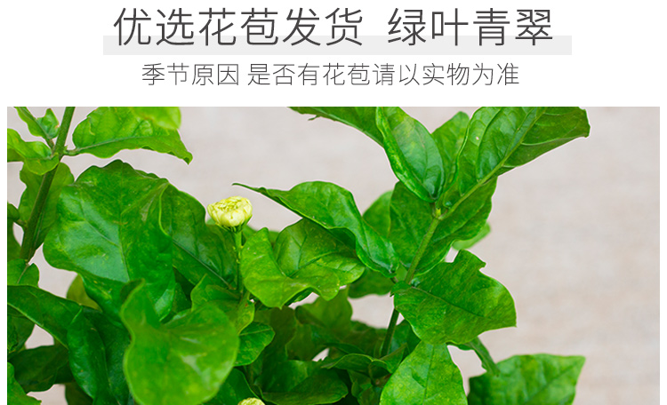 三叶轮生虎头茉莉苗茉莉花盆栽庭院阳台芳香茉莉大花重瓣虎头茉莉二年