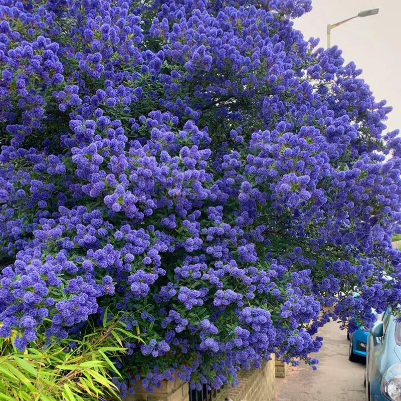 多瑙梦园艺进口美洲茶花盆栽大苗蓝色树海洋多年生灌木乔木庭院植物苗
