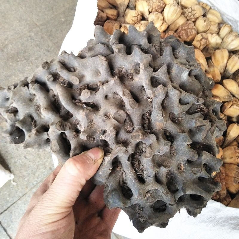 伟博原料东北吉林蚂蚁窝优质原料黑蚂蚁窝蚂蚁巢中药材蚂蚁窝正宗正宗