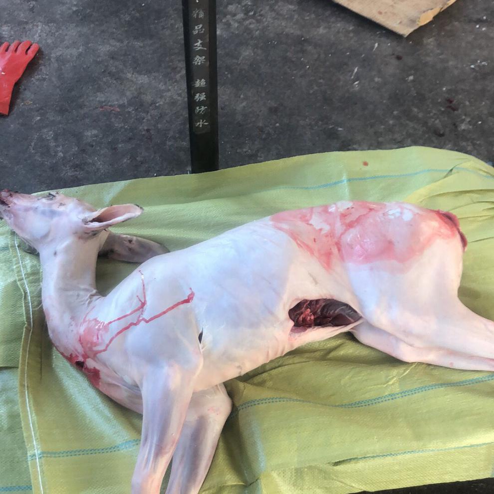 新鲜带皮白条鹿肉整只现杀吉林梅花鹿生鲜多规格斤数联系客服佑达嘉怡