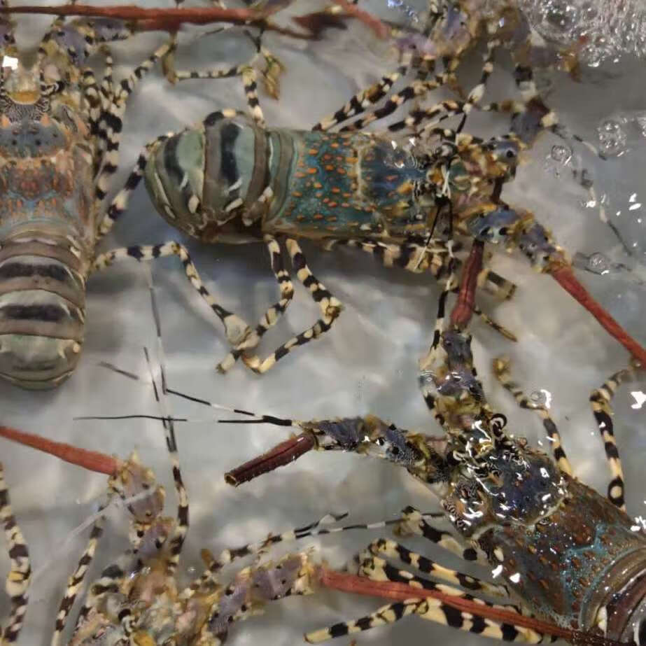 8-2斤(1只大花龙虾) 超大锦绣花龙虾【图片 价格 品牌 报价】-京东