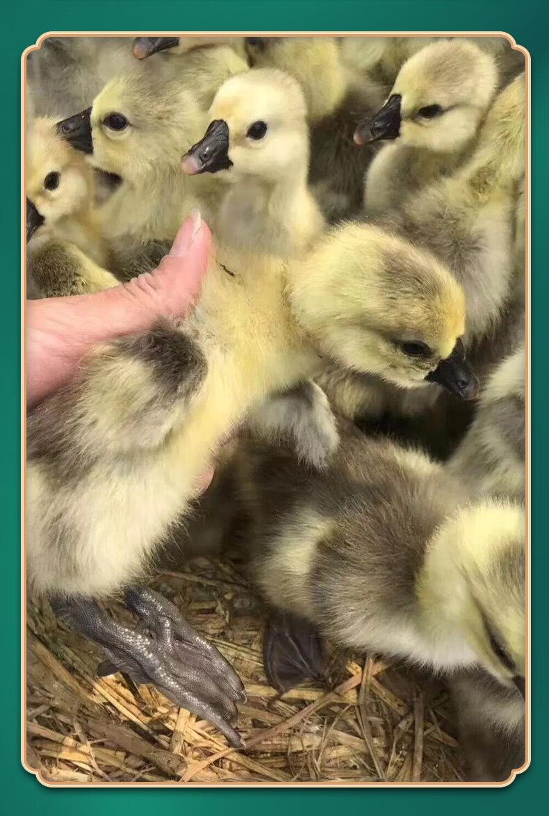 小鹅苗正宗特大种狮头鹅活苗潮汕特大型纯种狮子头鹅灰狮头鹅活体 买