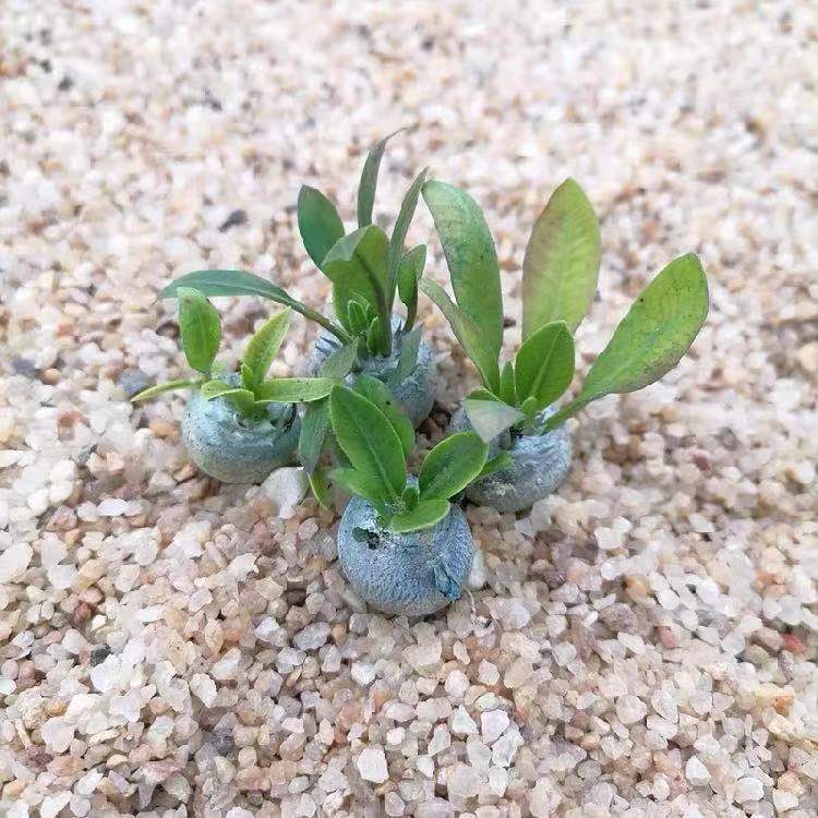 江影清黄/白花惠比须笑惠比大黑稀有块根籽播实生多肉植物保品源带盆