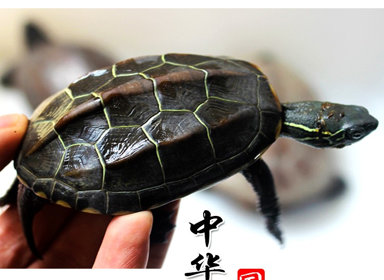 外塘苏北金线草龟小乌龟活物长寿龟小宠中华龟金钱稀有墨龟陆地1012
