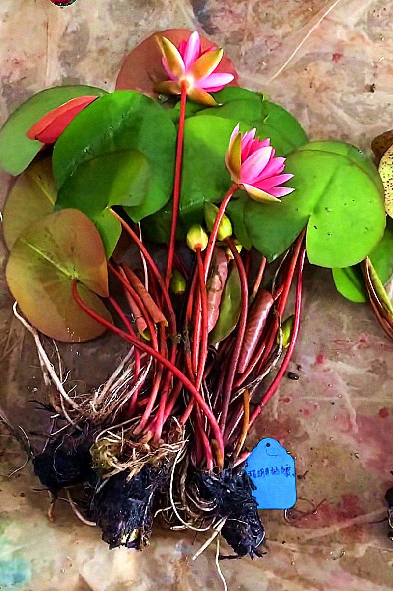 睡莲可以用荷塘泥混合普通土种植!