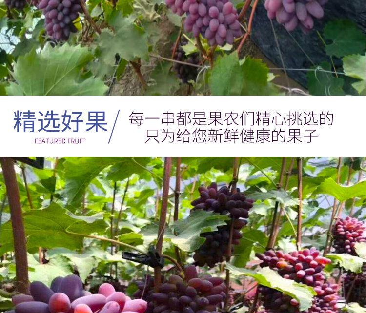 茉莉香葡萄应季新鲜现摘郁金香提子薄皮无籽玫瑰香孕妇 3斤优质 葡萄