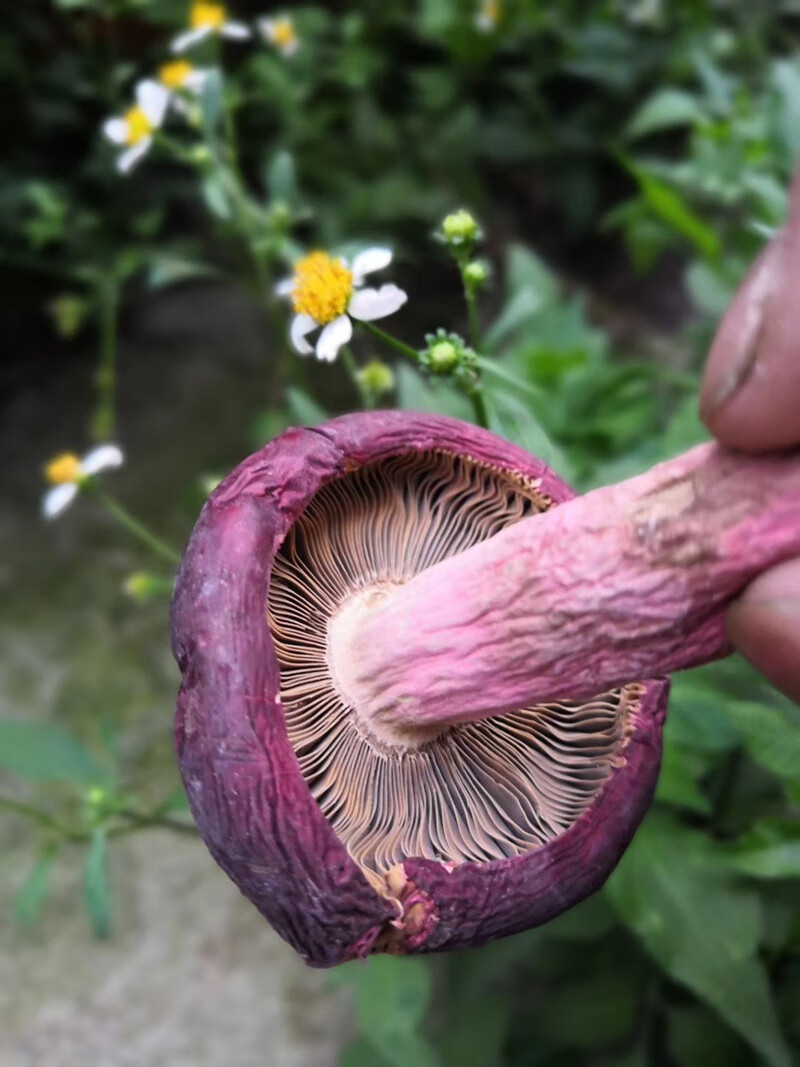 福建特产野生红菇红椎菌红蘑菇菇丁礼干货400g礼盒