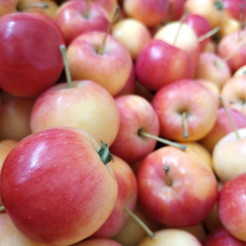 东北沙果新鲜海棠果糖心小苹果水果应季特产酸甜脆当季鲜果 东北沙果