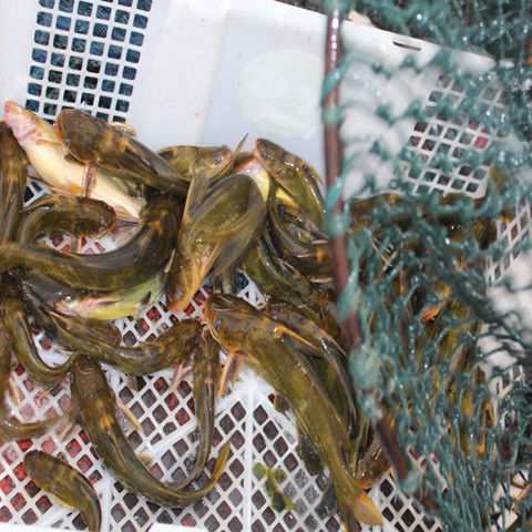 微山湖黄骨鱼现杀黄腊丁昂刺鱼新鲜黄丫头鱼葛鱼5002000克中号1015