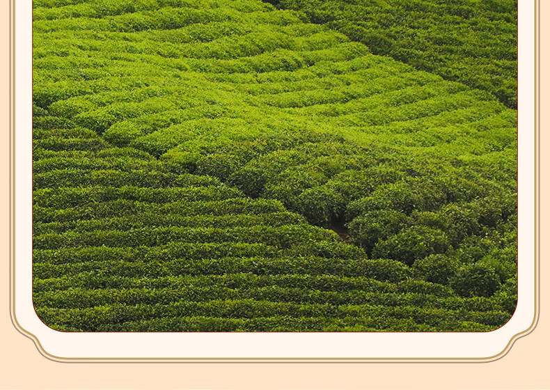 正山堂骏眉中国红茶茶叶特级普安红一芽一叶骏眉红茶工艺花果甘香送礼