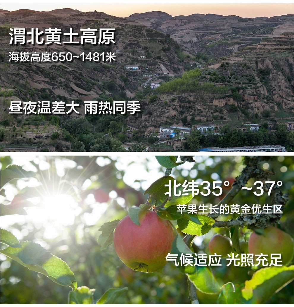 37808-洛川红富士大苹果 整箱新鲜时令水果 75-80mm 3斤-详情图