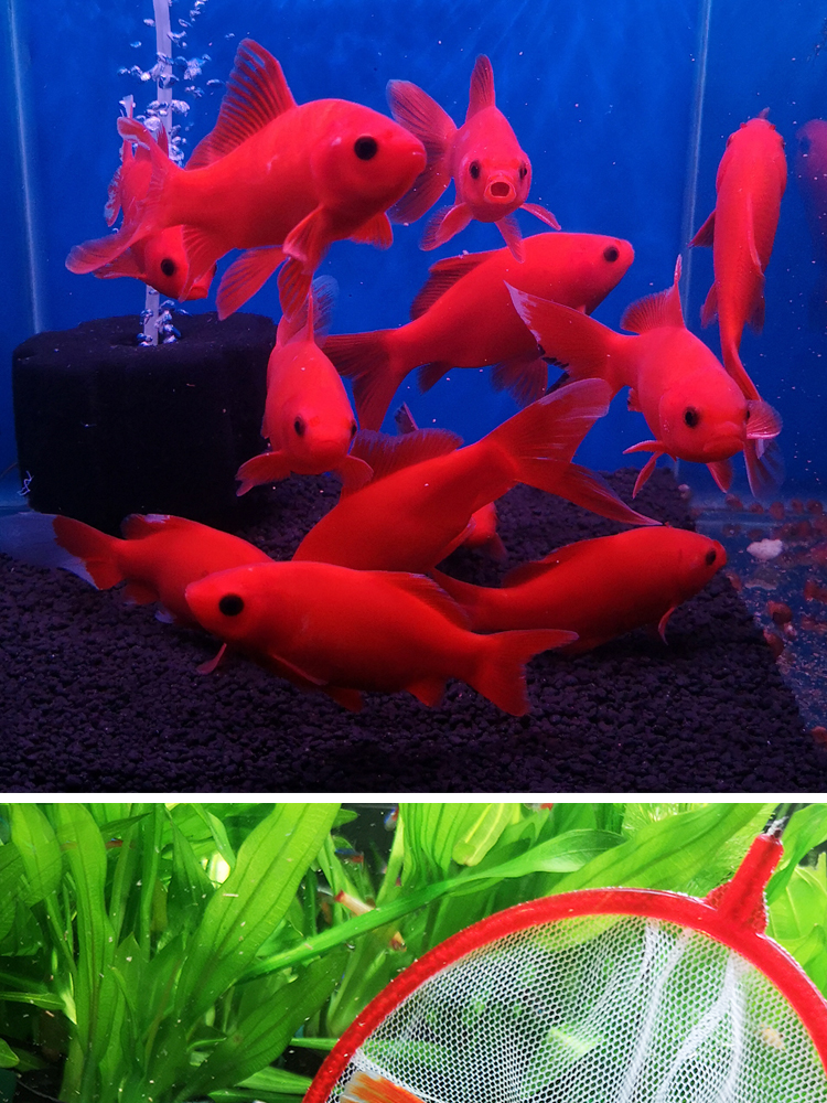 不二臣观赏鱼冷水血鹦鹉发财鱼葡萄眼黑眼草金好养金鱼红草金风水鱼