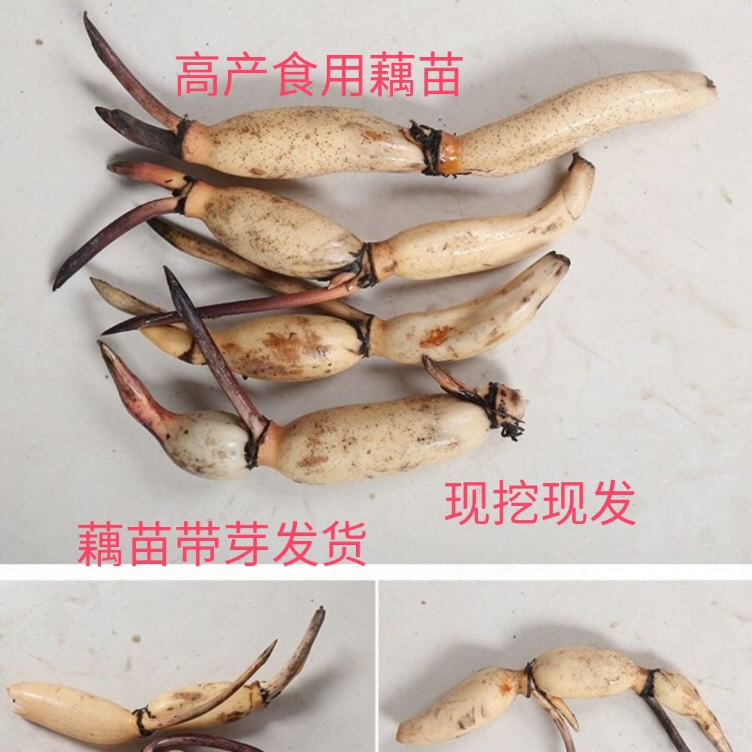 高产食用藕种苗粉藕种莲子种子雪莲藕盆栽荷花苗深浅水种植 1棵装