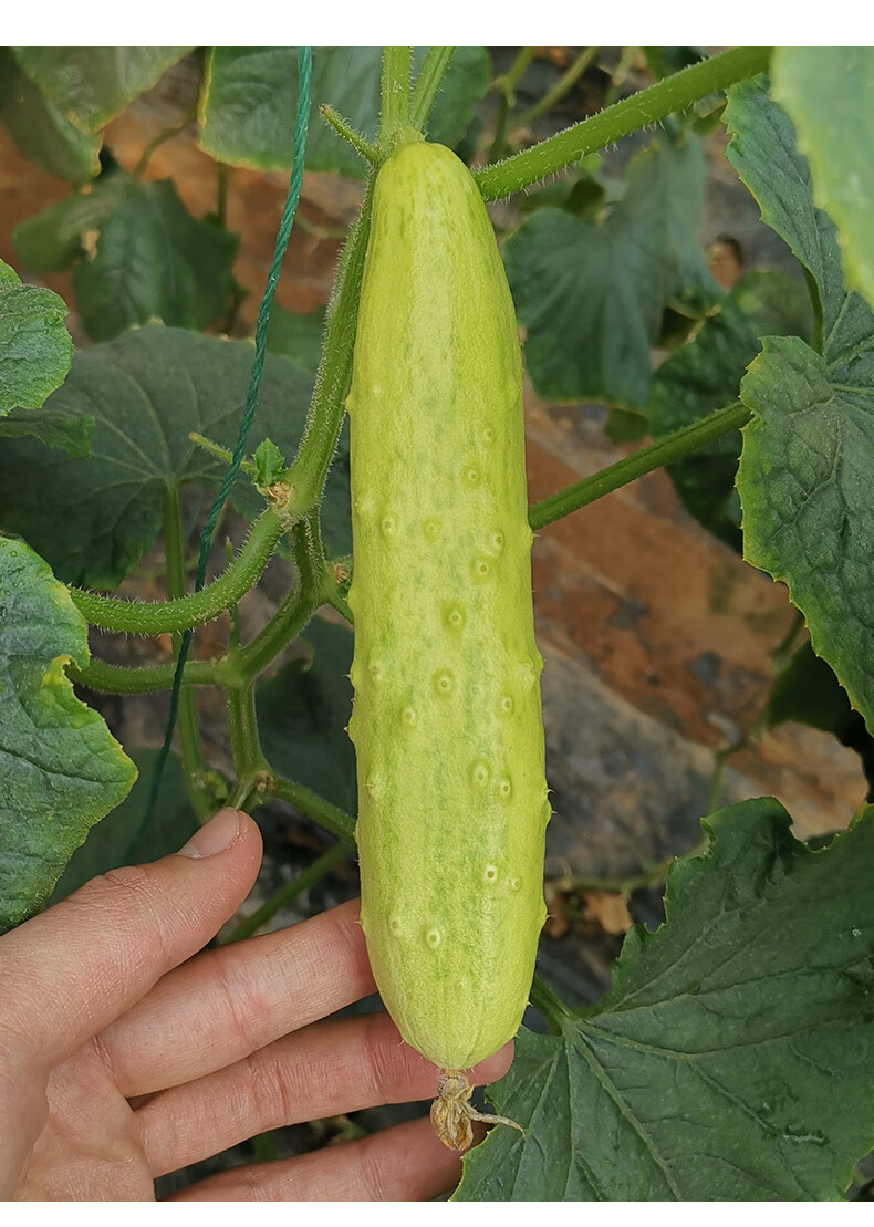 海阳白玉黄瓜新鲜小青瓜水果黄瓜山东蔬菜东北旱生吃5斤2500g