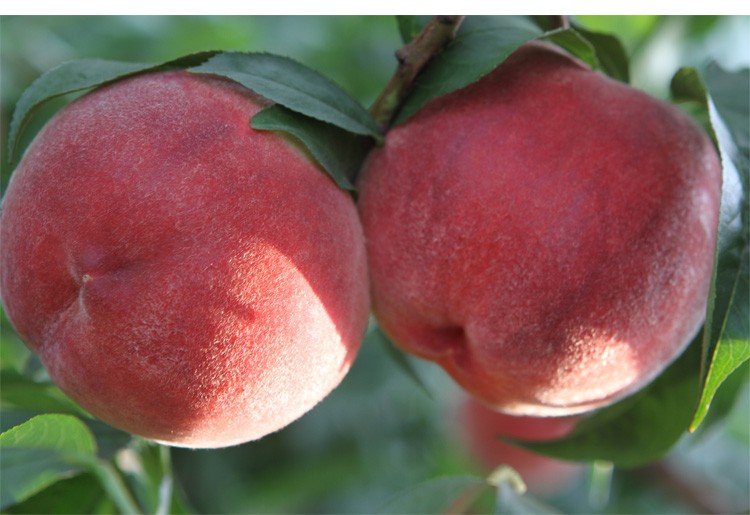 现货 平谷大桃 水蜜翠桃新鲜水果礼盒装果园直供 非阳山水蜜桃 北京桃