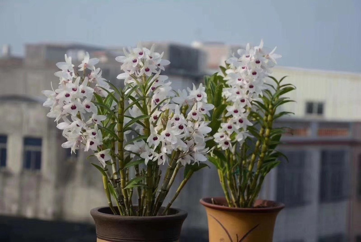 磐阙*上新10苗 澳洲香水 石斛 室内盆栽花卉 开花香 花期长达2个月