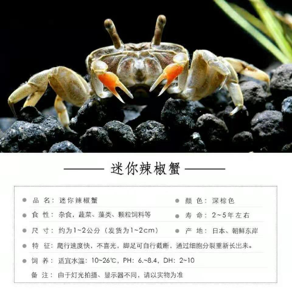 辣椒蟹活体深水观赏蟹可鱼虾混养宠物小蟹除藻清洁淡水蟹爬宠活物18只