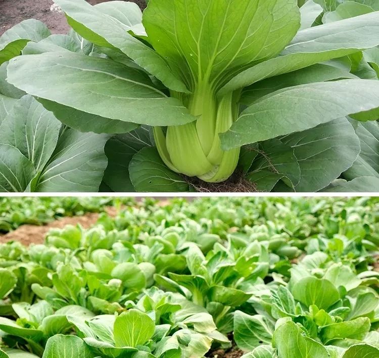 上海青种孑苏州青矮杆青梗小青菜速生有机鸡毛菜种籽四季蔬菜种子